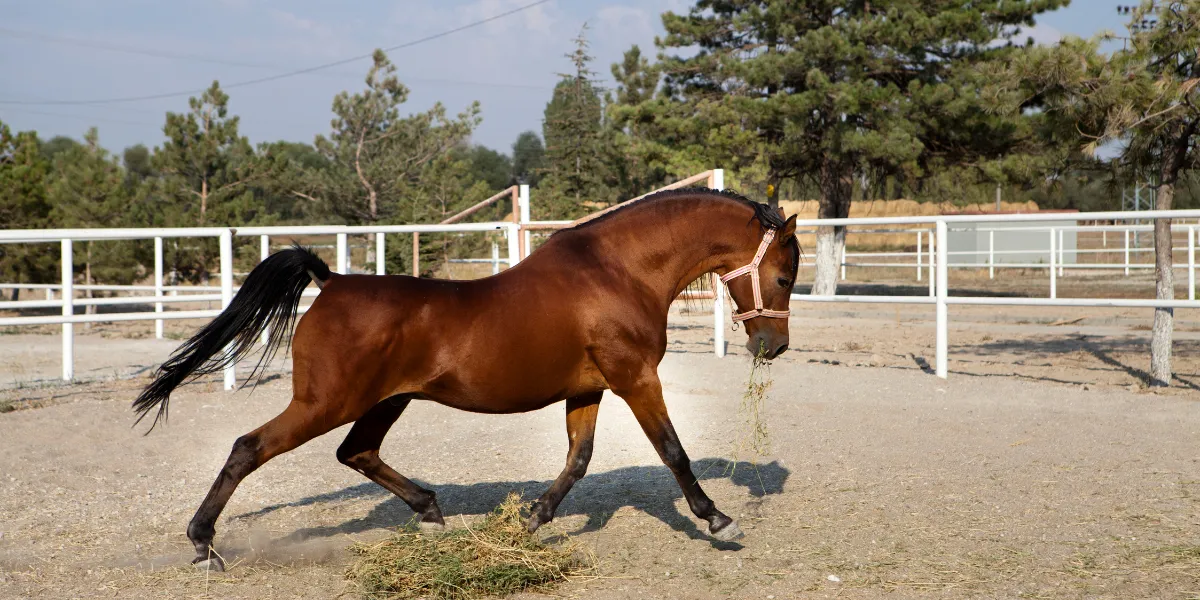 arabian ranches reem community