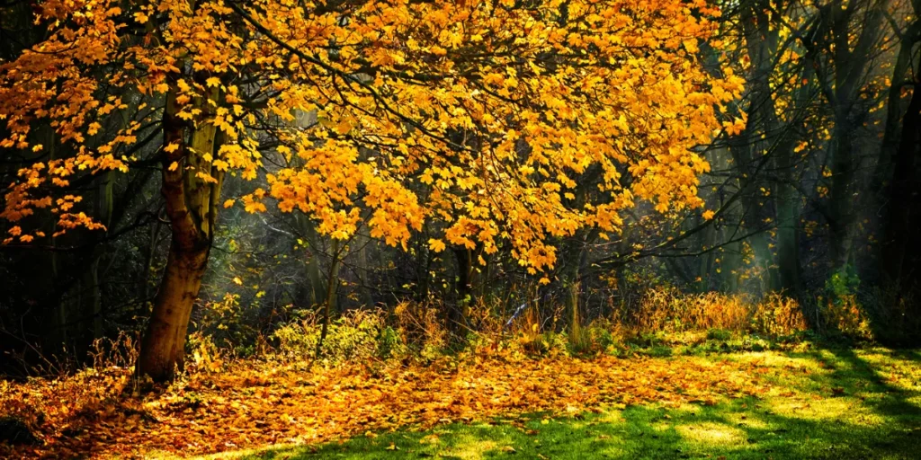 seasons community autumn 1