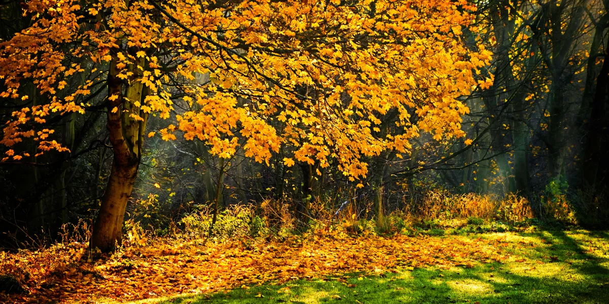 seasons community autumn 1
